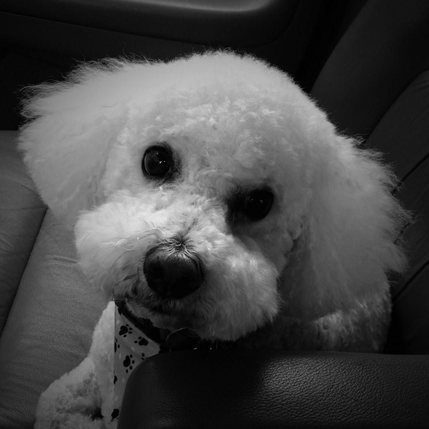 In memory of Bichon